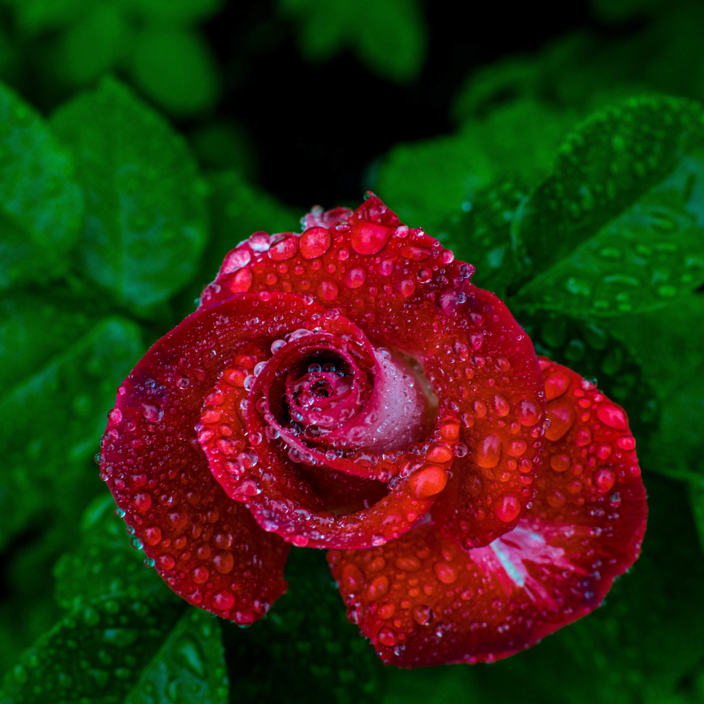 Красивая красная роза в каплях росы вид сверху 