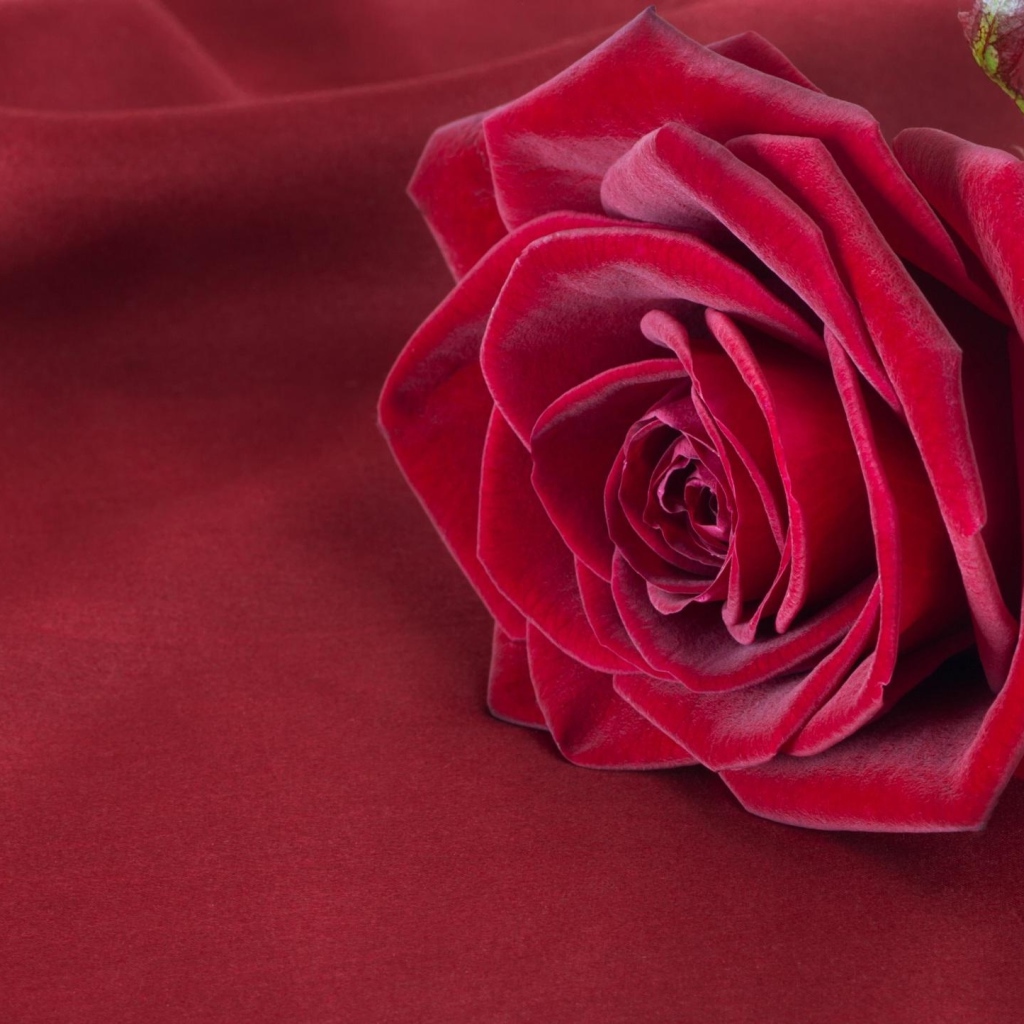 Красивая красная роза лежит на красной ткани