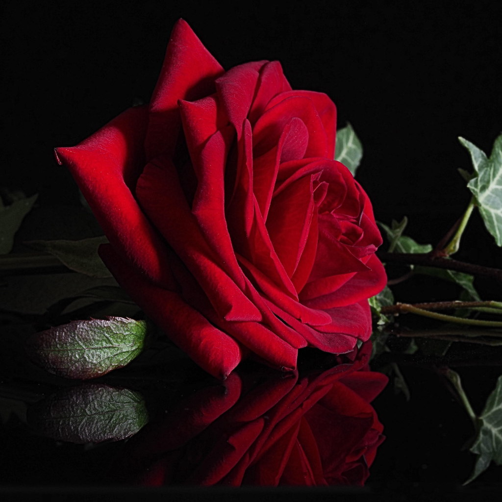 Красивая красная роза отражается в черной поверхности 