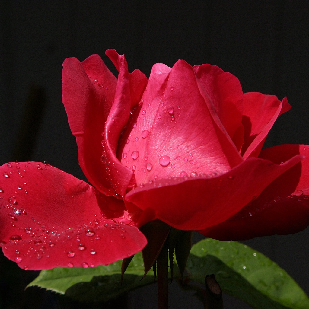 Красивая красная роза с росой на лепестках крупным планом