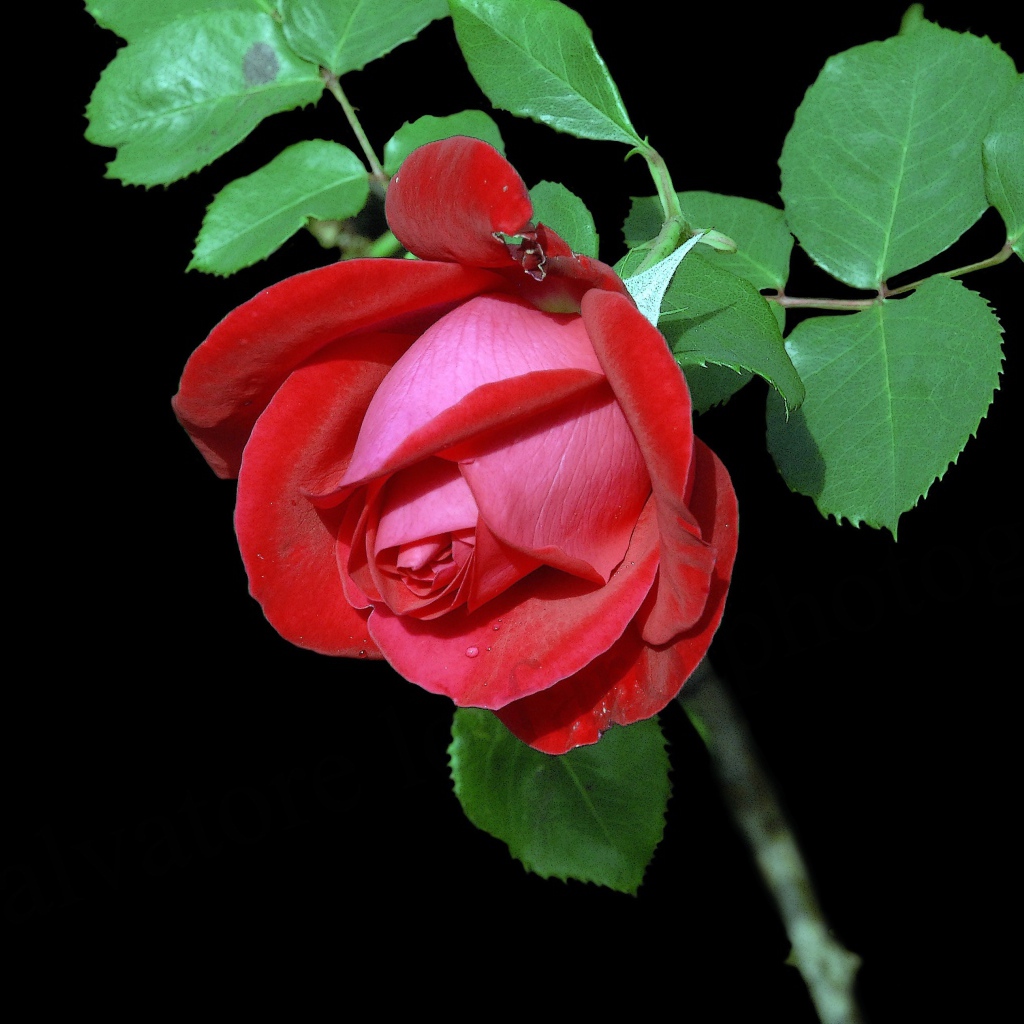 Красивая красная роза с зелеными листьями на черном фоне