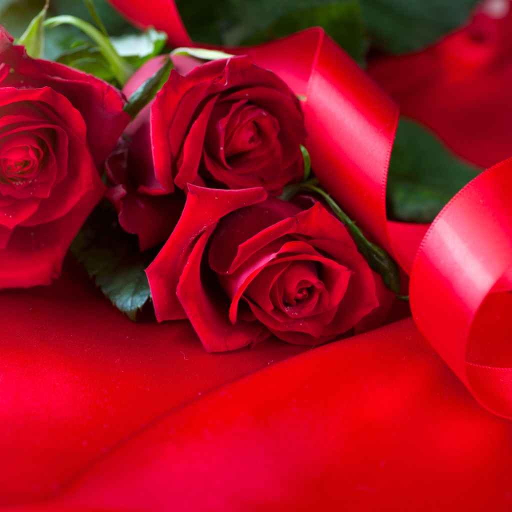 Красивые красные розы с атласной лентой на красном фоне