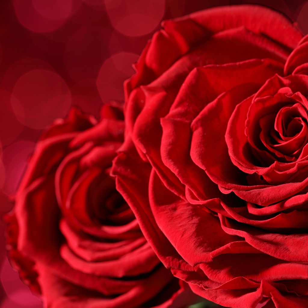 Красивая красная бархатная роза крупным планом 