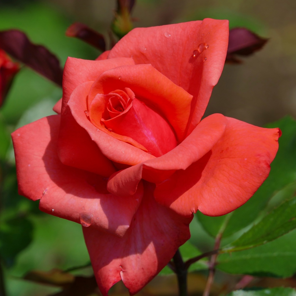 Красивый цветок розы с бутонами крупным планом