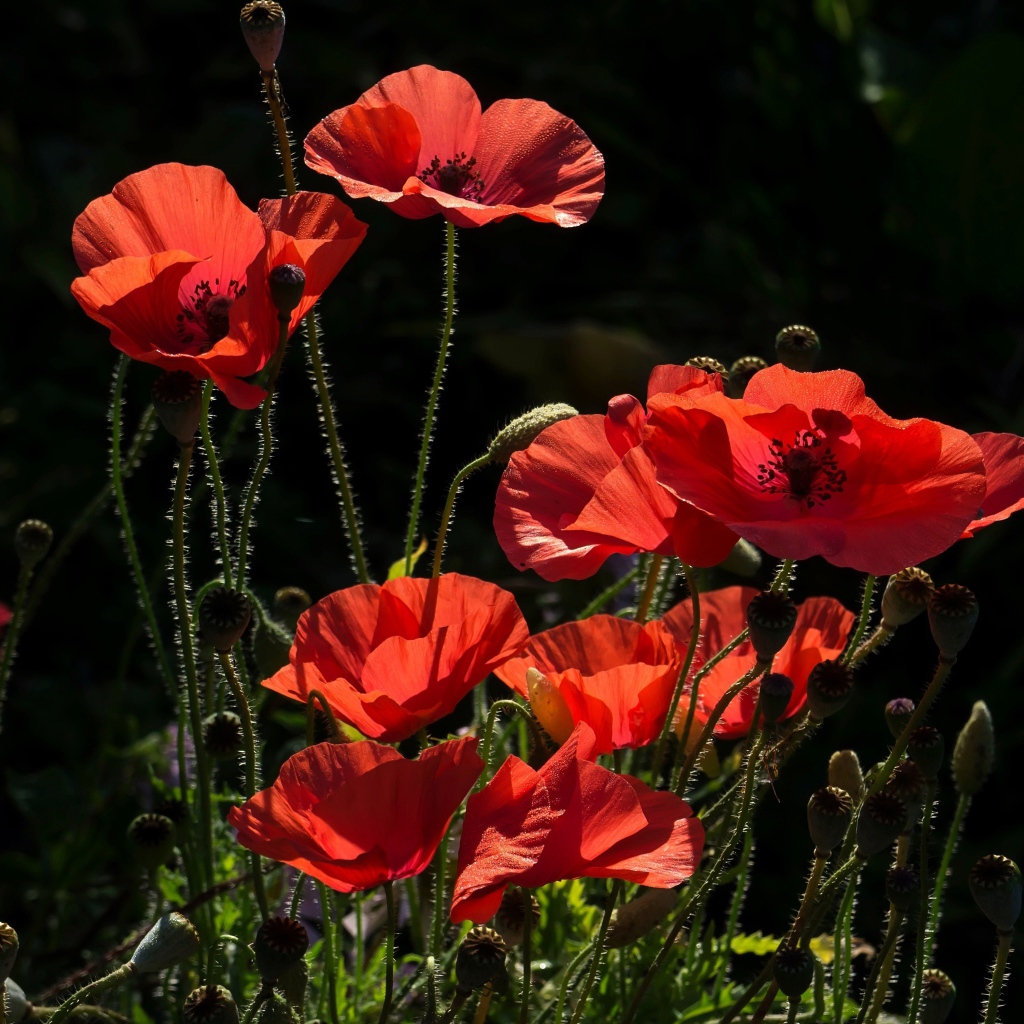 Красивые солнечные красные маки