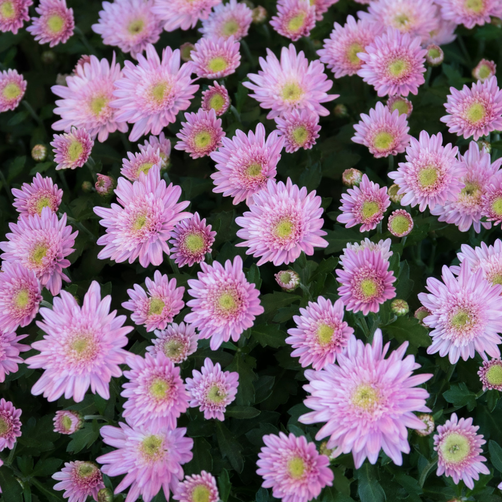 Красивые нежные розовые садовые цветы хризантемы
