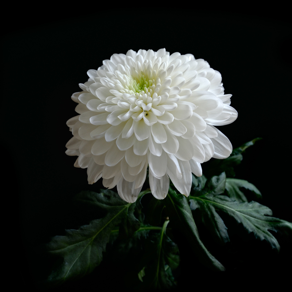 Красивая нежная белая хризантема на черном фоне