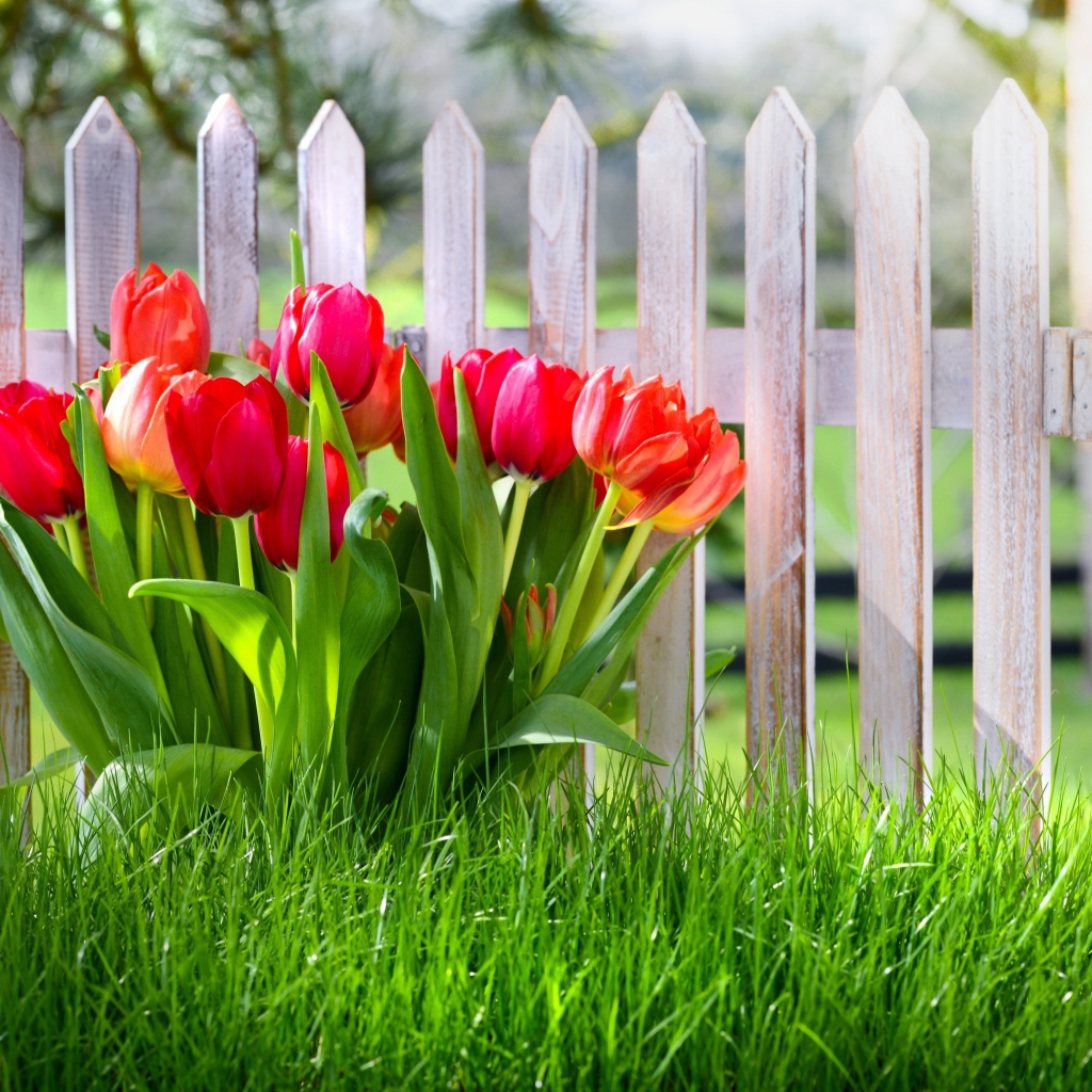 Красивые тюльпаны в зеленой траве под забором
