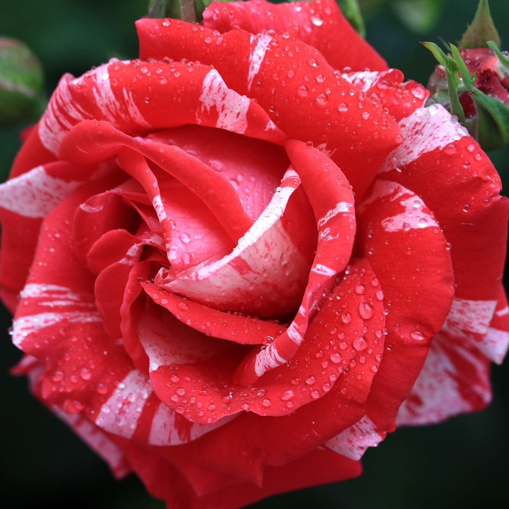 Красивая необычная роза с бутоном в каплях росы