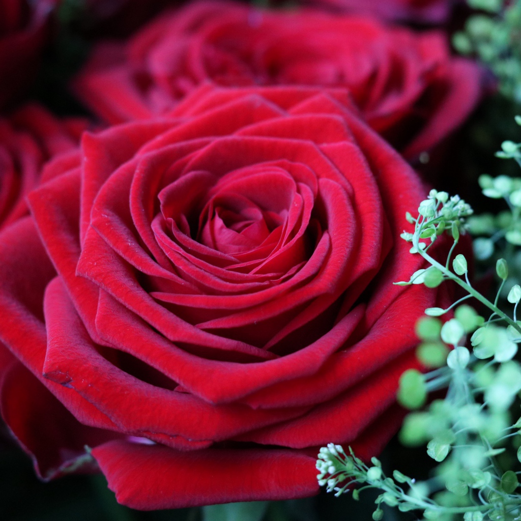 Красивые бархатные красные розы крупным планом