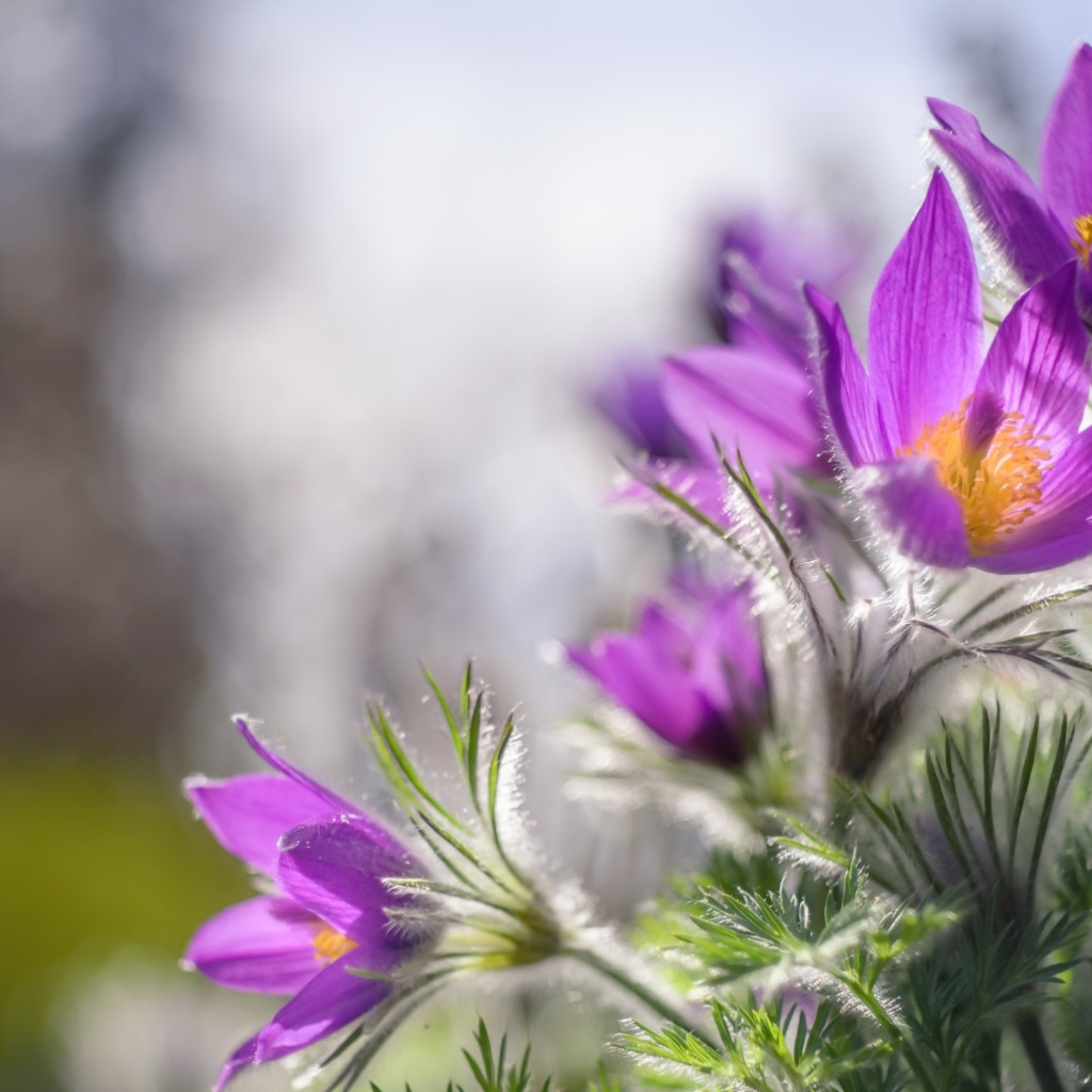 Красивые фиолетовые цветы прострел в лучах солнца