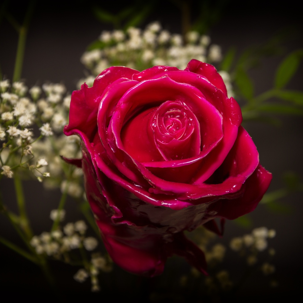 Красивая мокрая красная роза с белыми цветами