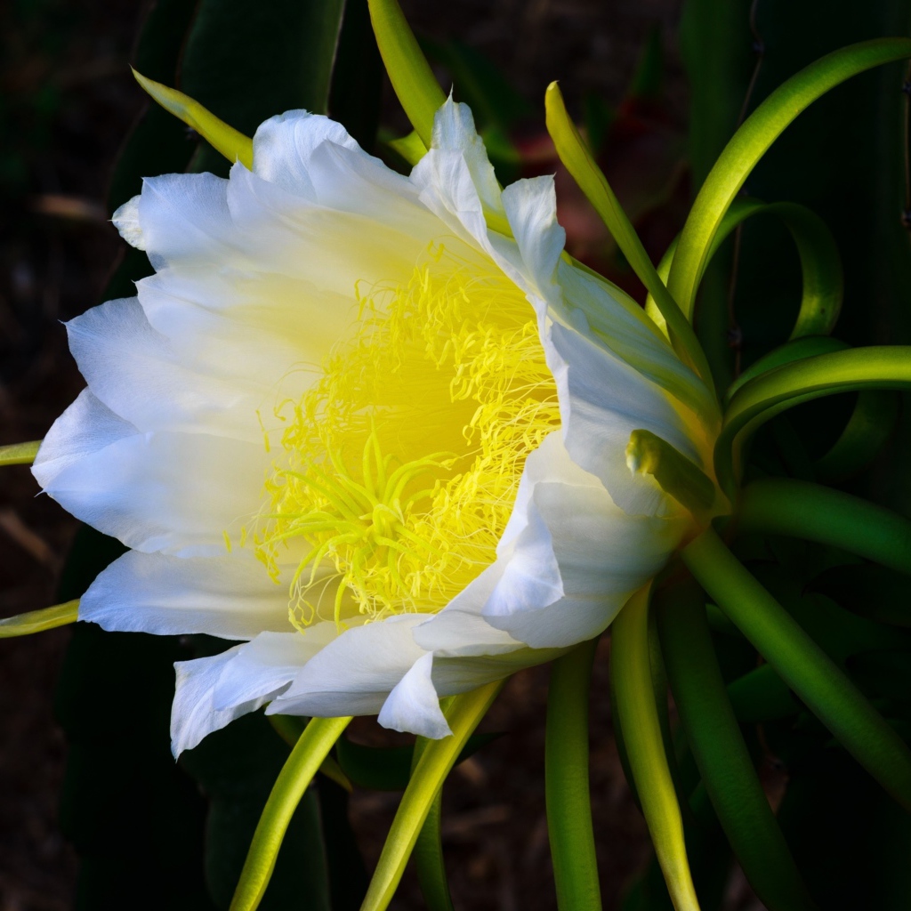 Красивый белый цветок кактуса