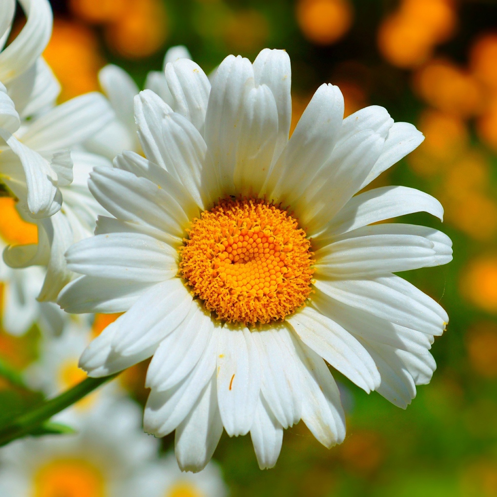 Красивые белые ромашки в лучах солнца