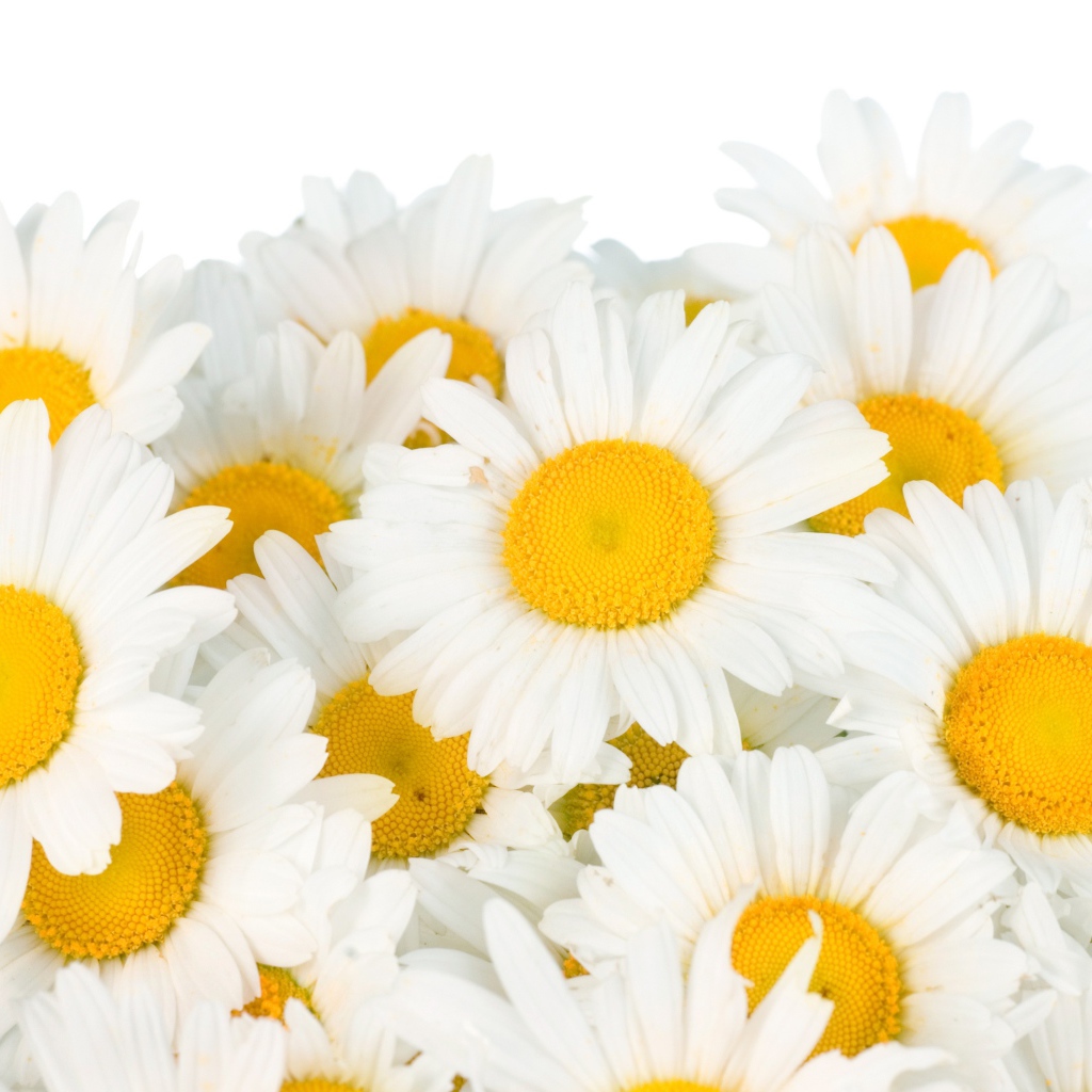 Beautiful white daisies with yellow center on white background