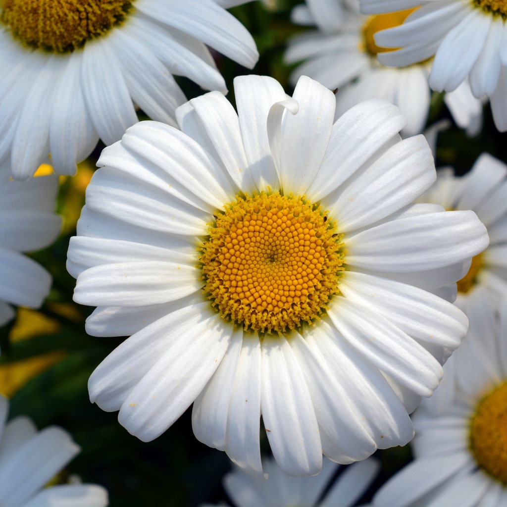 Красивые белые ромашки с желтыми серединками крупным планом
