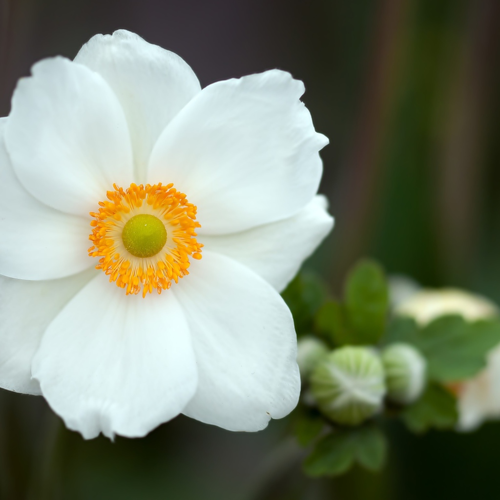 Красивый белый нежный цветок анемоны крупным планом