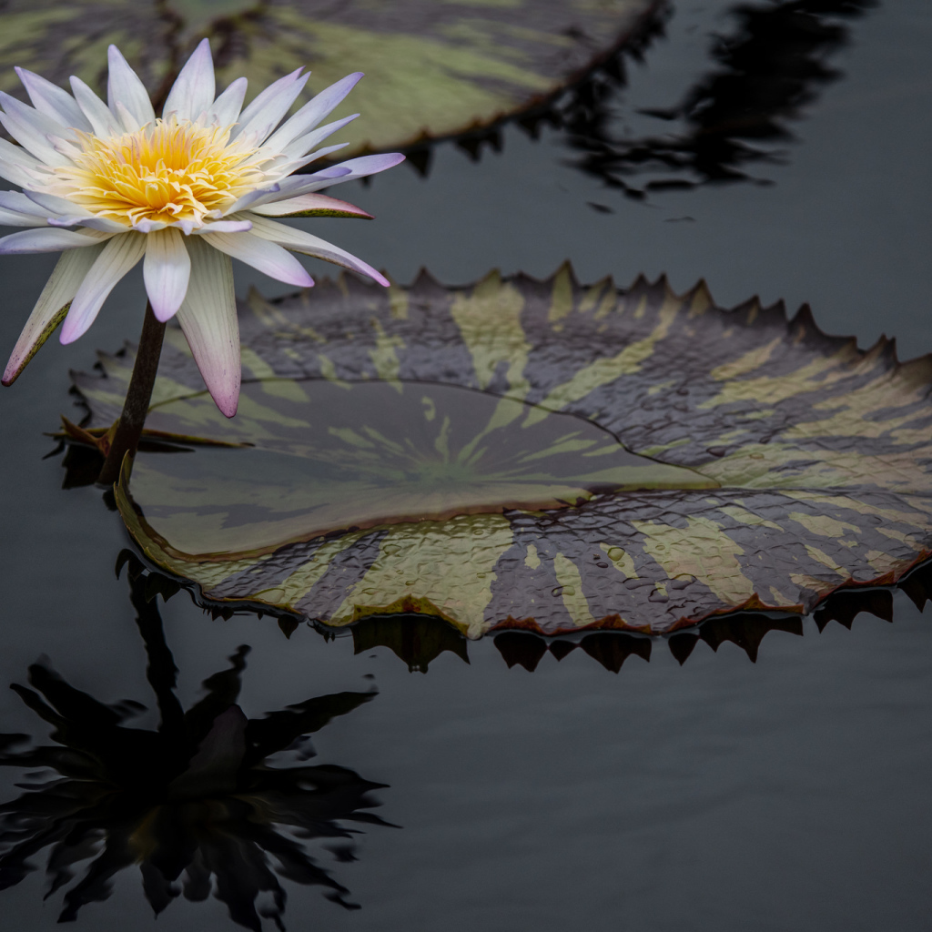 Красивый белый цветок водяной лилии в воде 