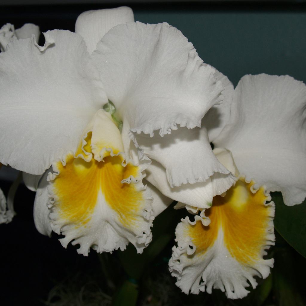 Красивые белые с желтым орхидеи 