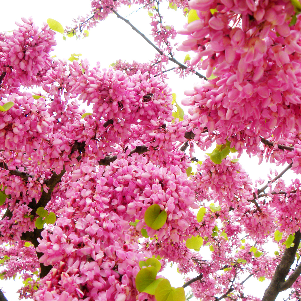 Красивые с розовыми цветами ветки дерева весной