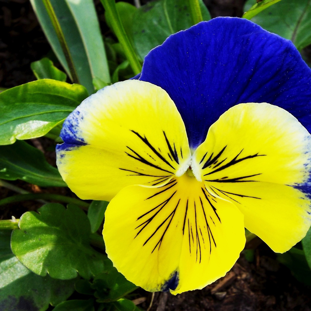 Красивый желто - голубой цветок анютины глазки крупным планом