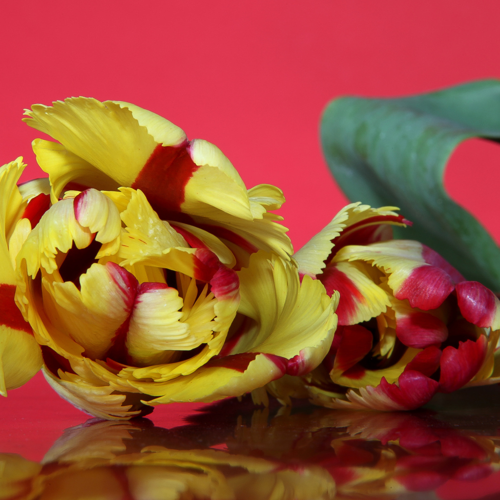 Красивый желто - красный тюльпан на розовом фоне