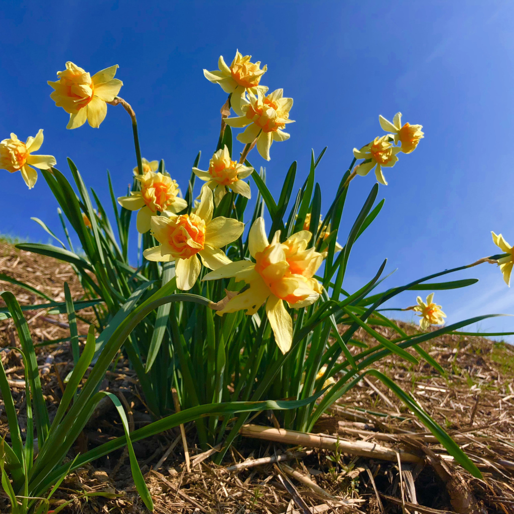 Красивые желтые нарциссы на фоне голубого неба