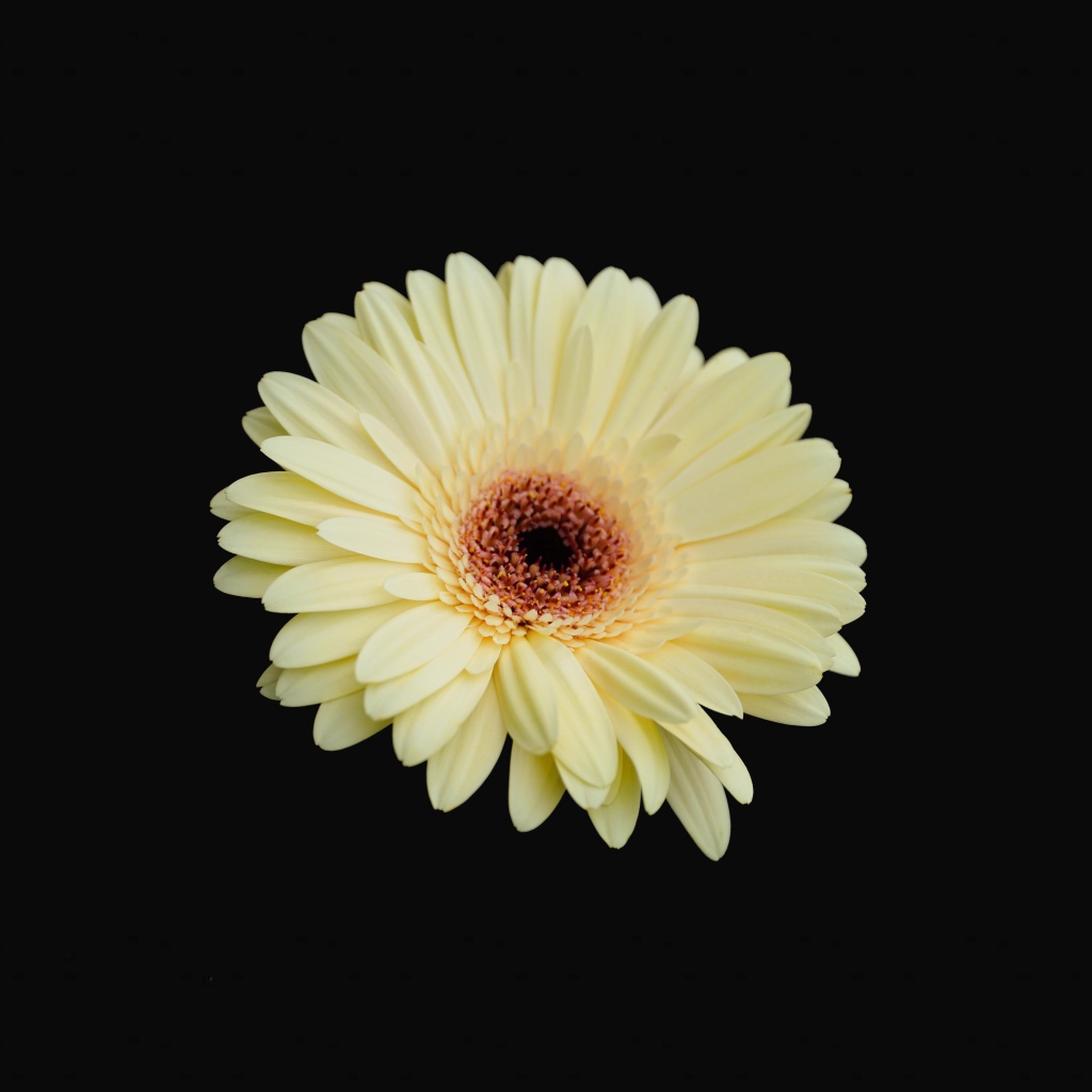 Красивая желтая гербера на черном фоне