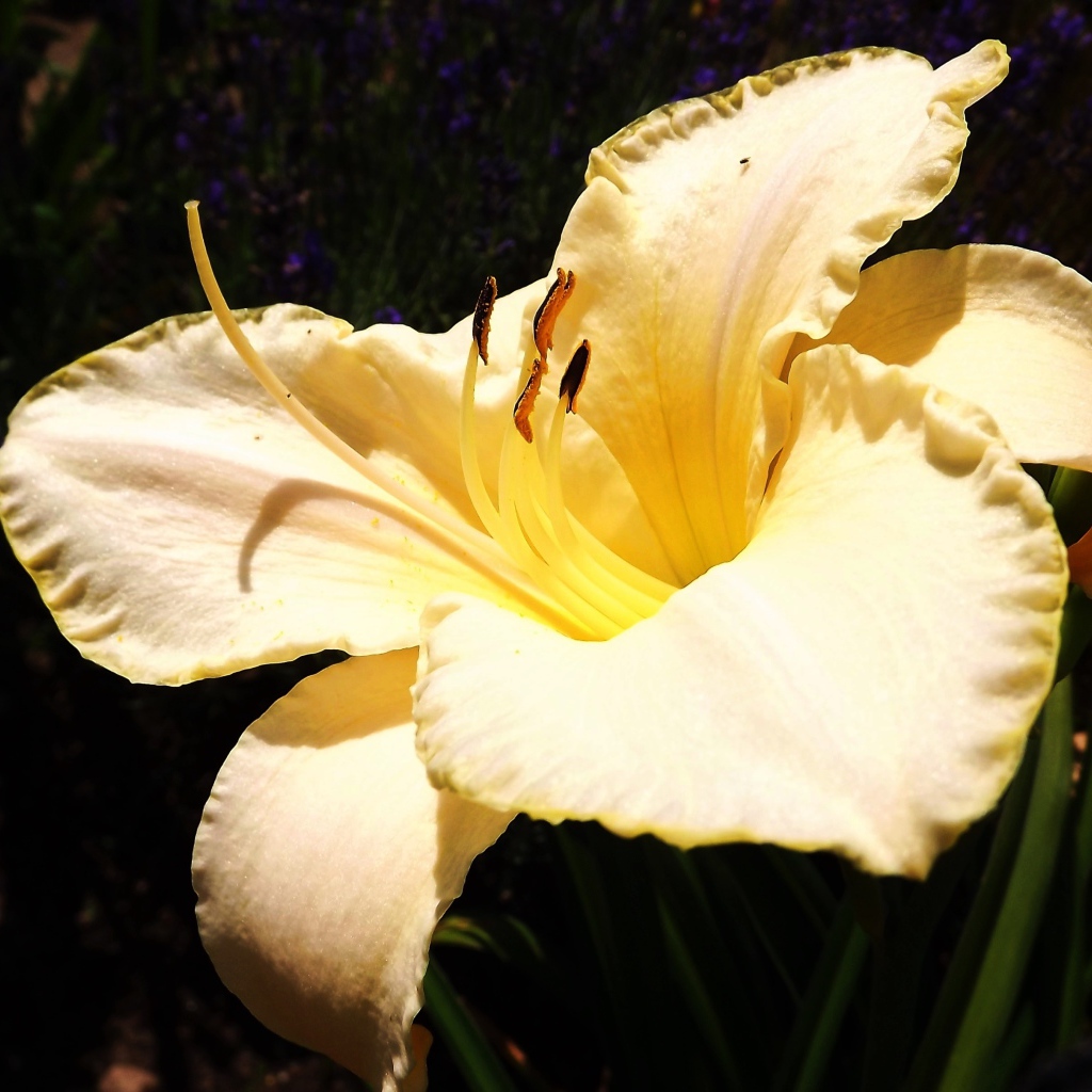 Красивая желтая лилия с бутонами крупным планом