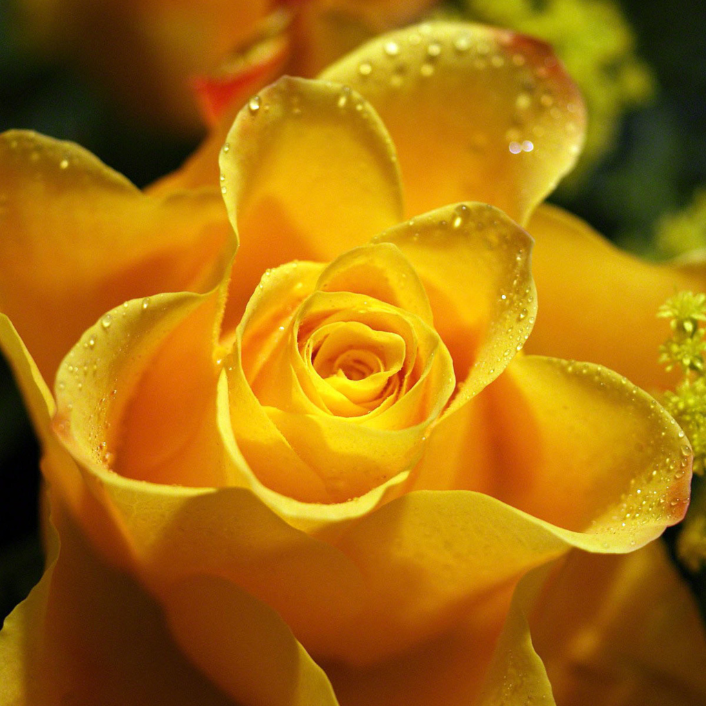 Красивая желтая роза в каплях росы крупным планом 