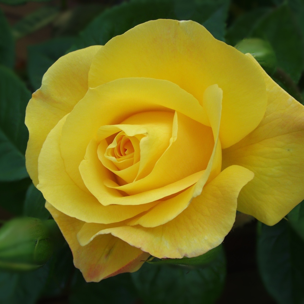 Красивая желтая роза с бутоном крупным планом