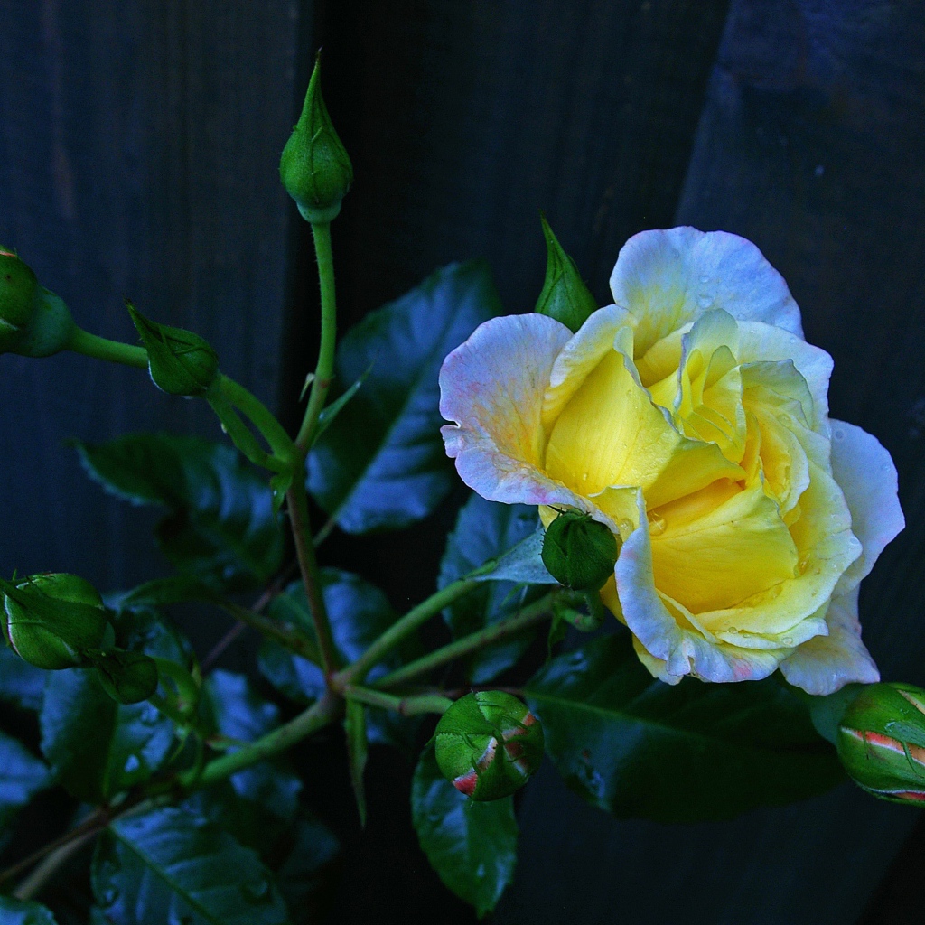 Красивая желтая роза с бутонами у забора 