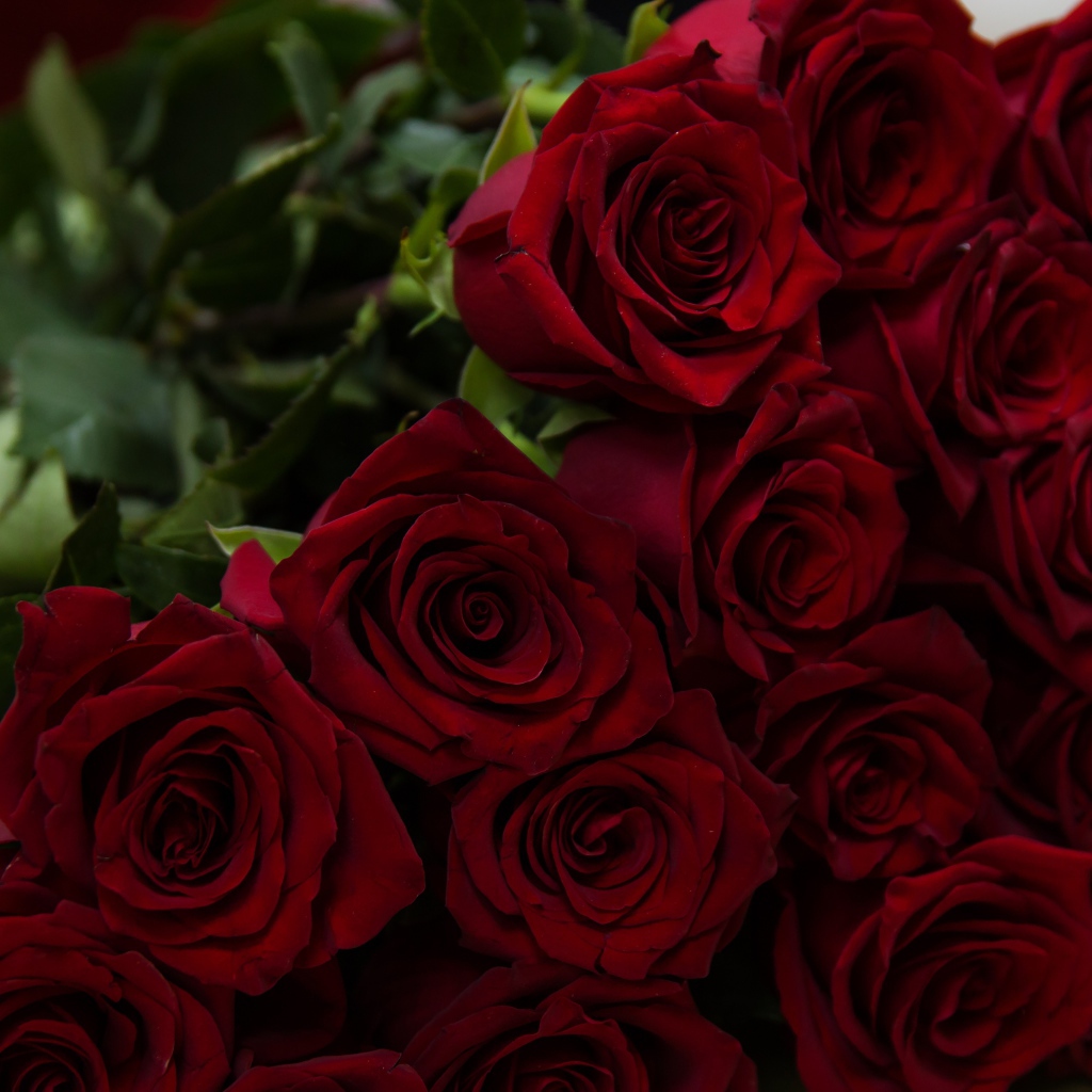 Большой букет красивых красных английский роз