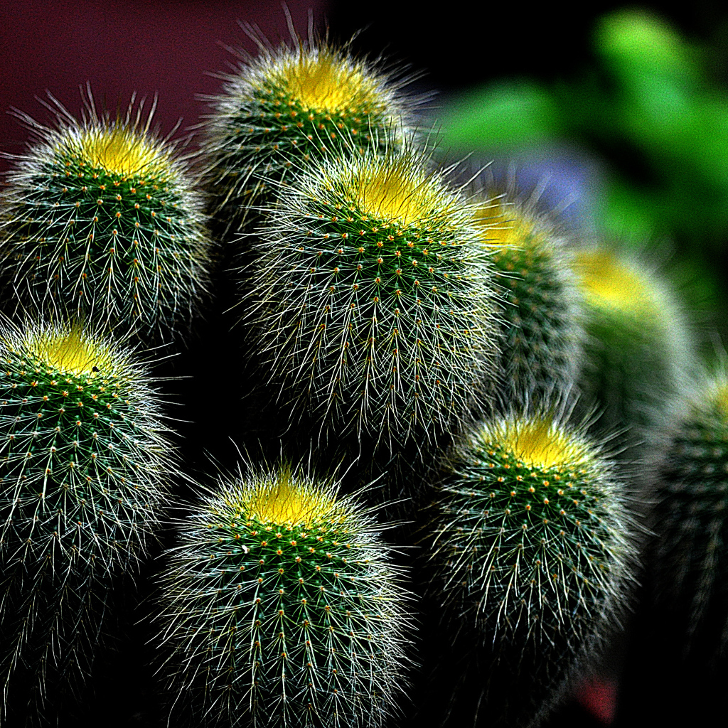 Большой зеленый колючий кактус 