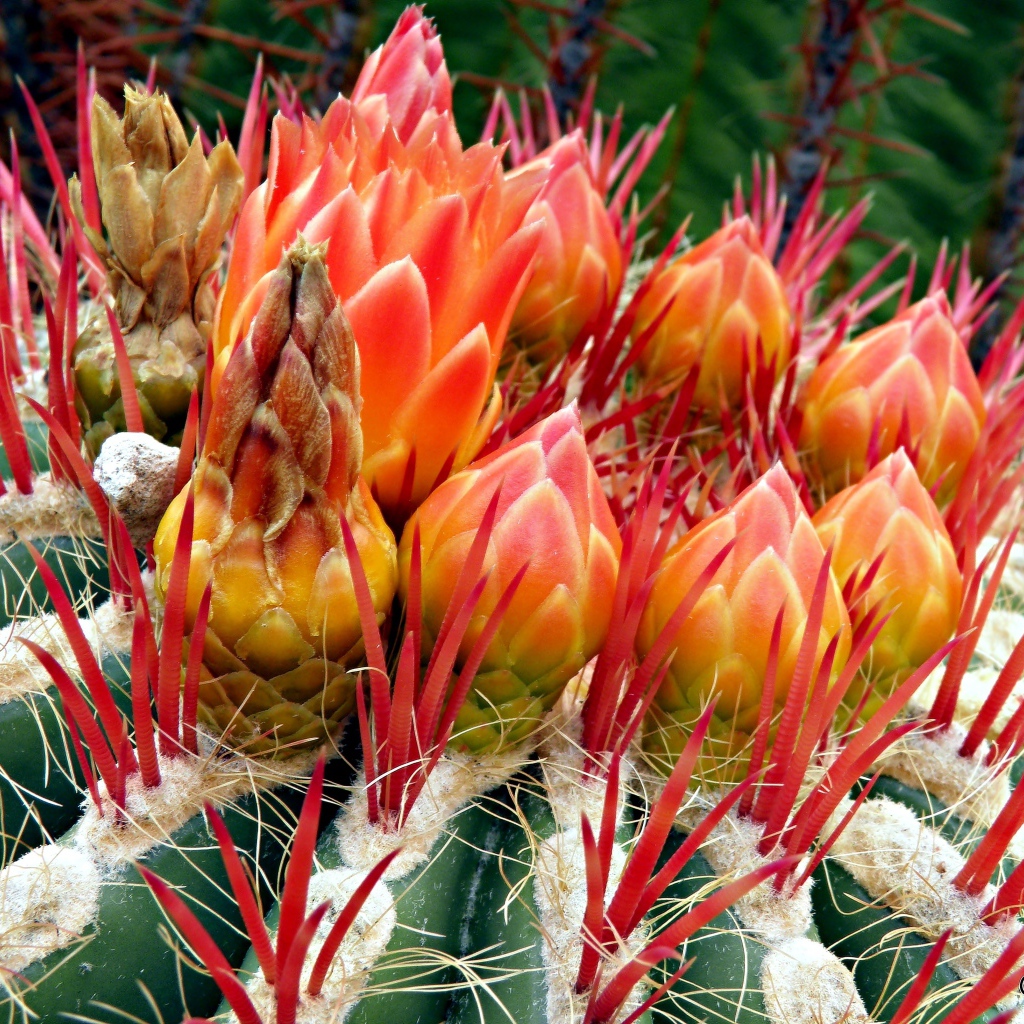 Цветущий красивый кактус крупным планом