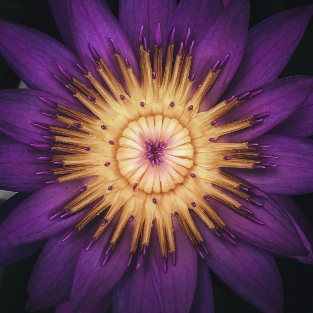 Распустившийся цветок фиолетового лотоса