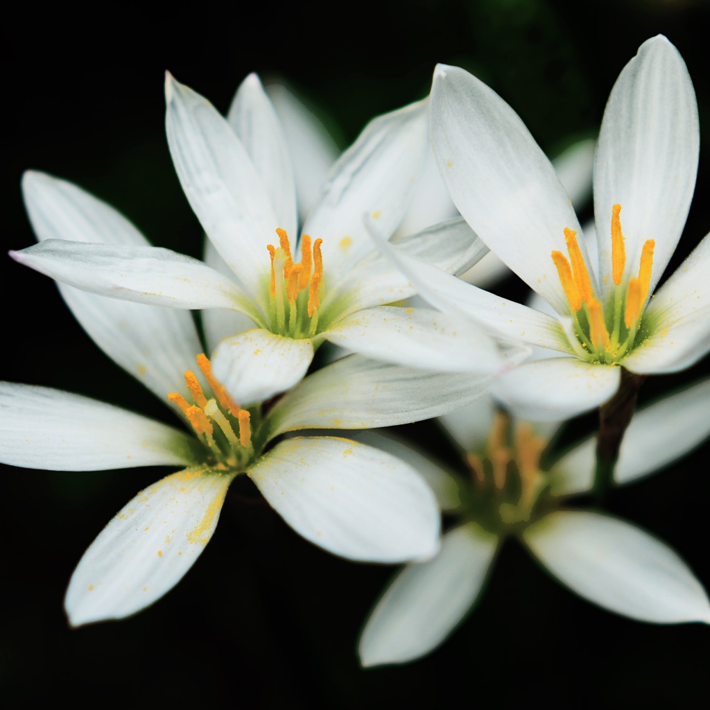 Распустившиеся белые цветы с желтой серединкой на черном фоне