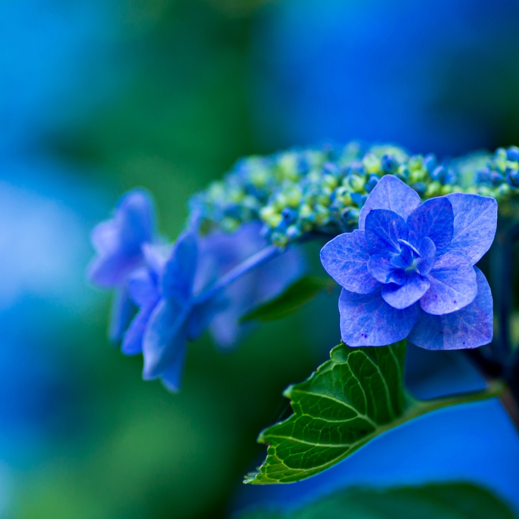 Распустившийся синий цветок гортензии