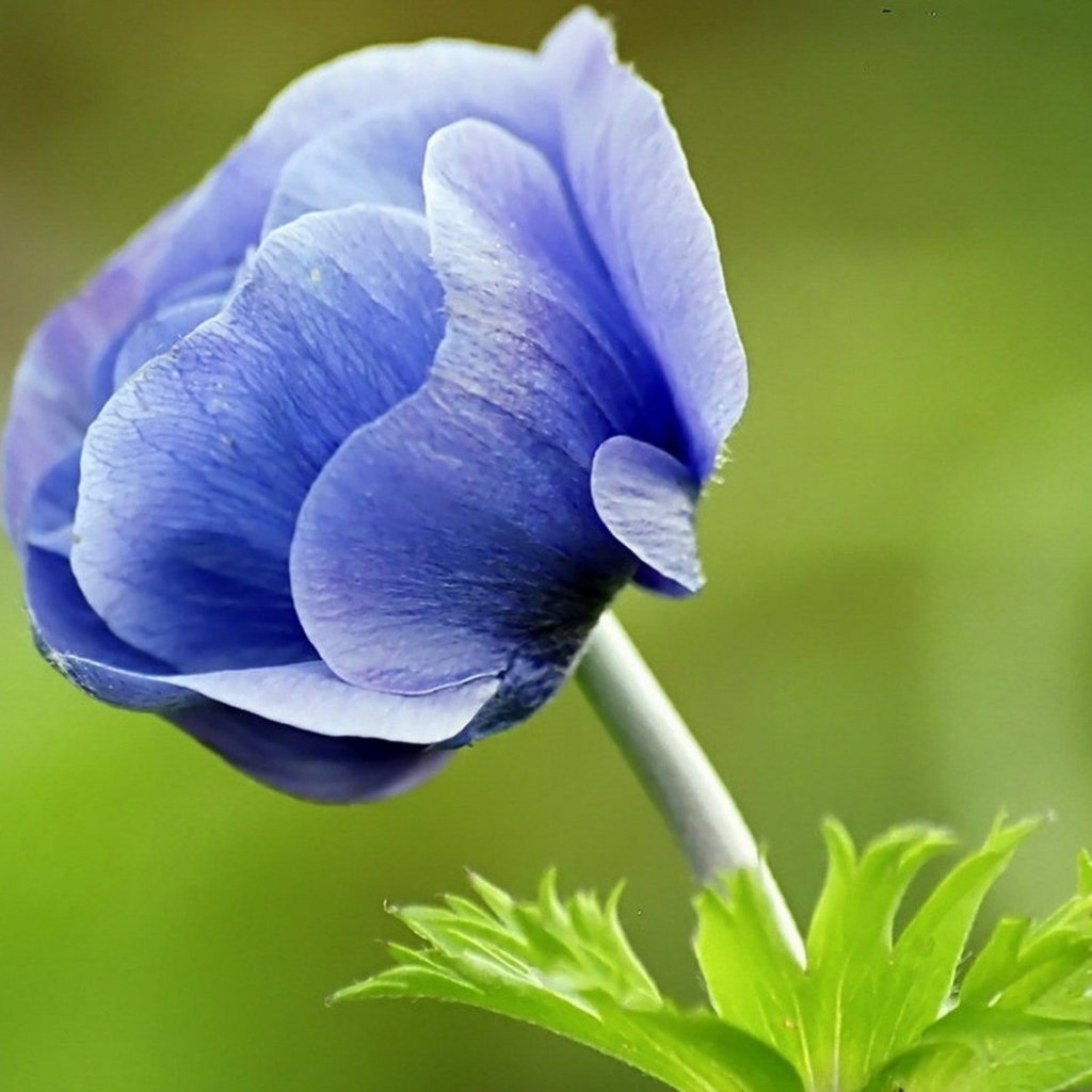 Синий цветок анемона на зеленом фоне