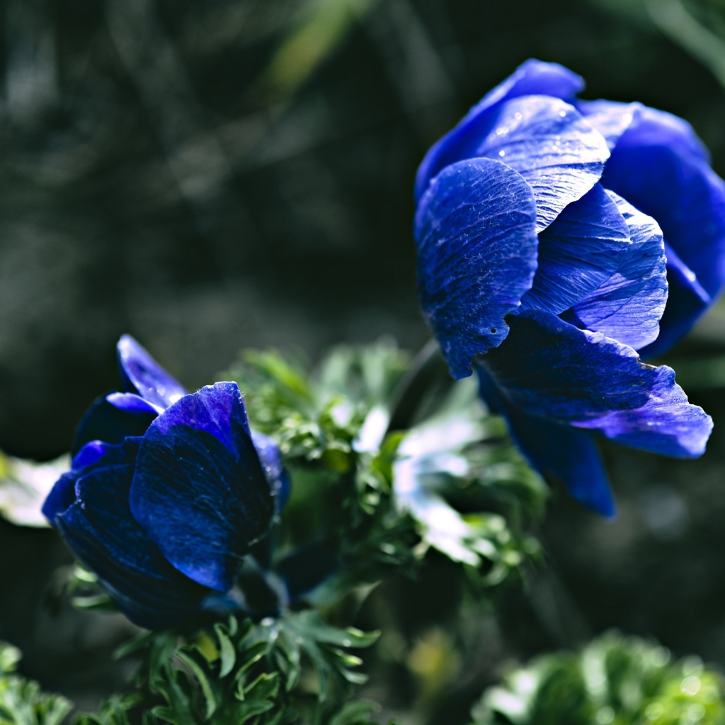 Синие цветы анемоны крупным планом