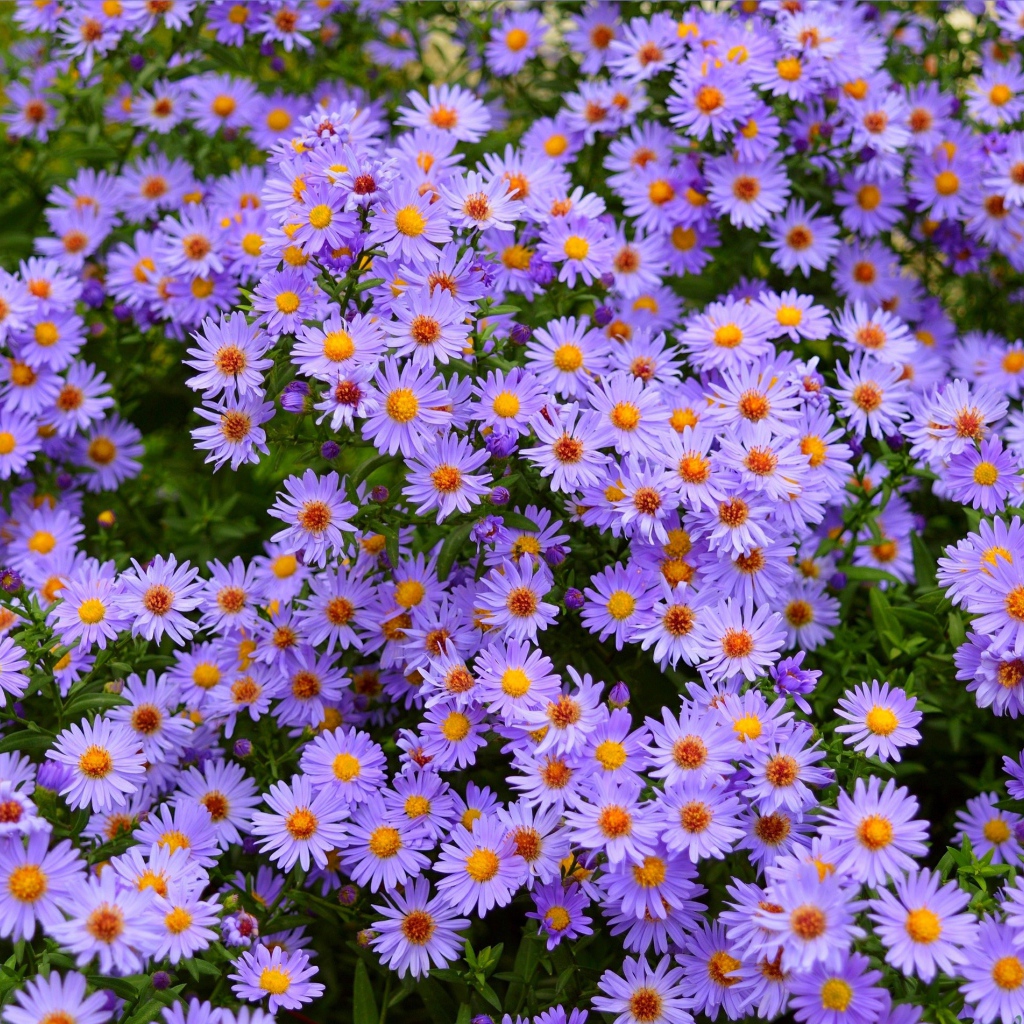 Голубые осенние цветы сентябринка