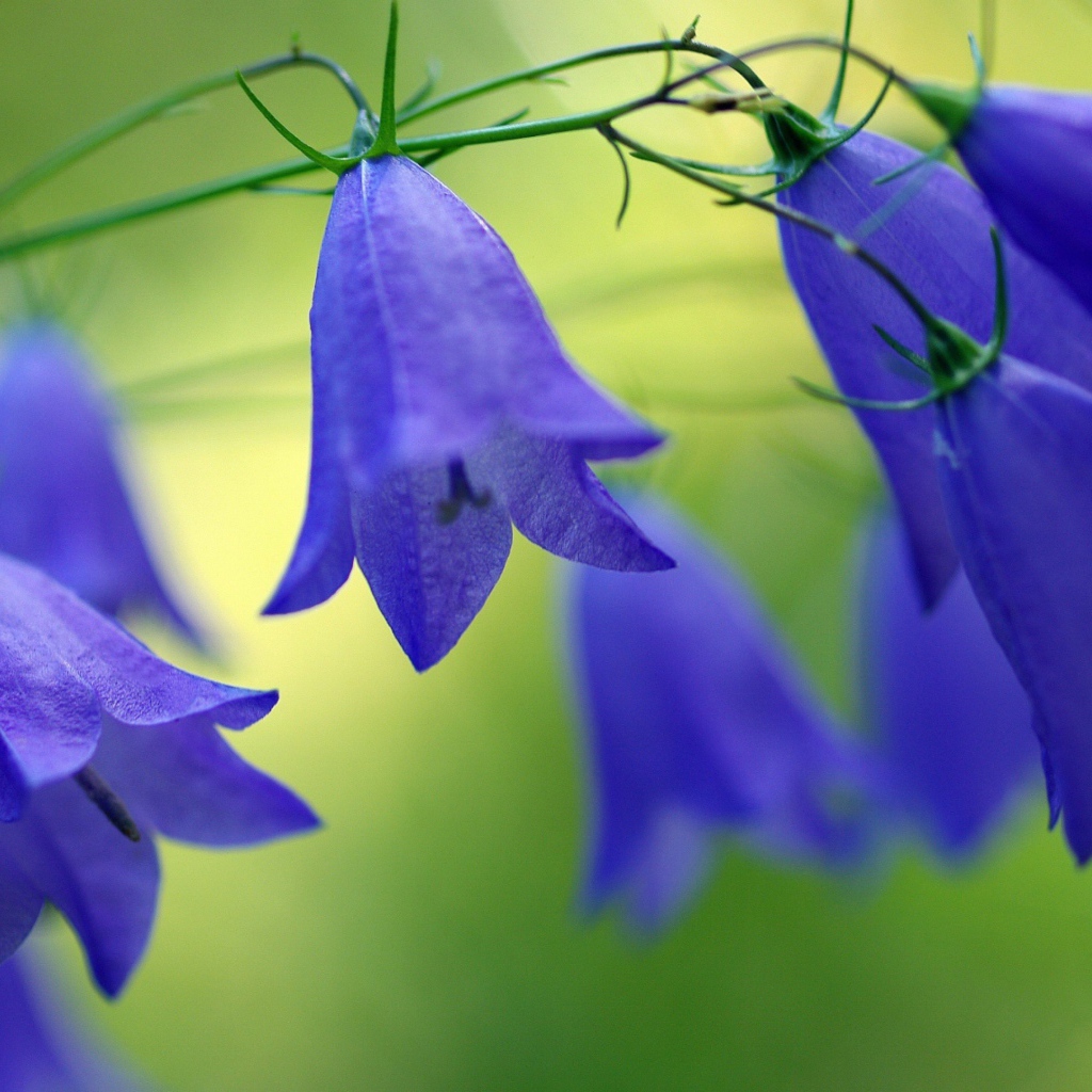 Синие красивые цветы колокольчики