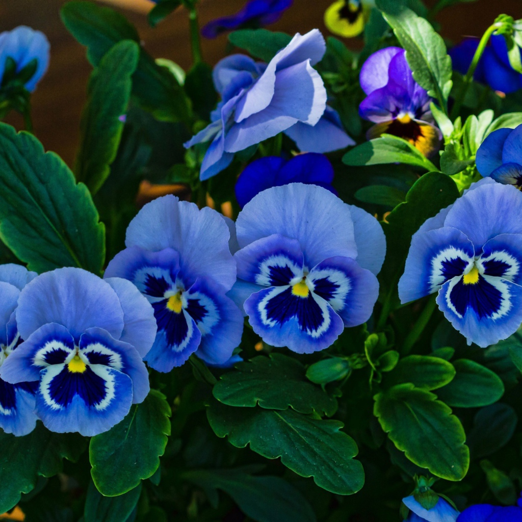 Голубые красивые цветы анютины глазки