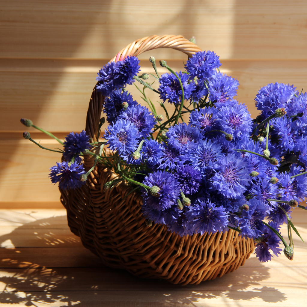 Голубые васильки в корзине в лучах солнца