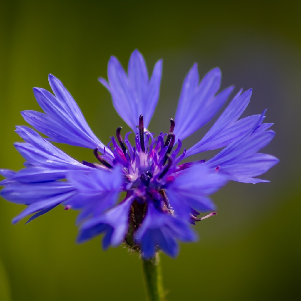 Голубой цветок василька крупным планом