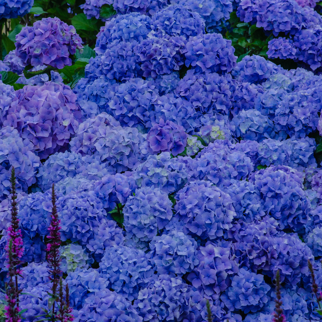Синие цветы гортензии в оранжерее 