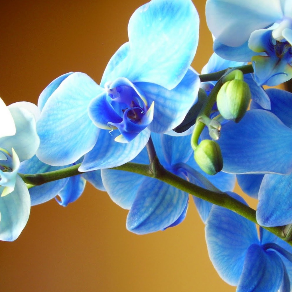 Голубая орхидея крупным планом