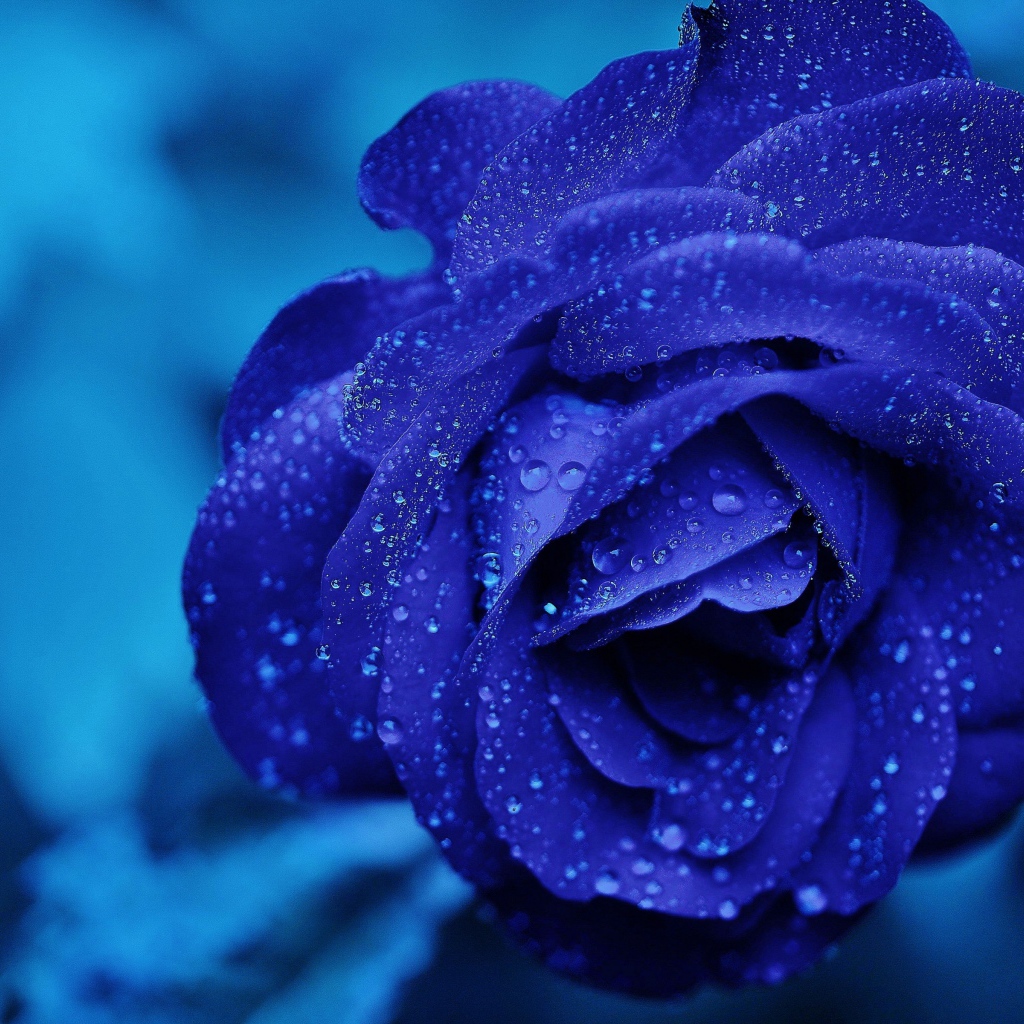 Синяя роза в каплях росы крупным планом