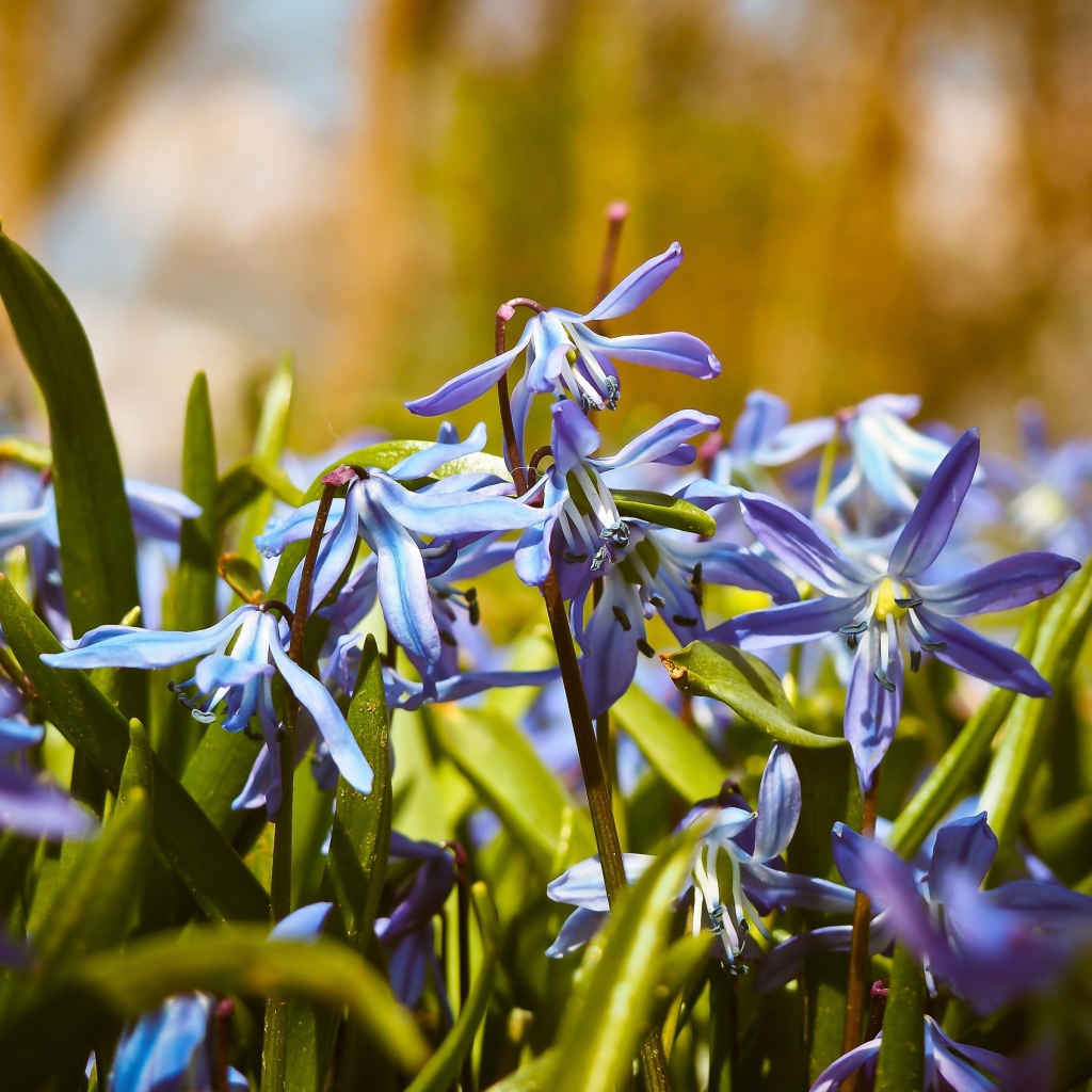 Синие весенние маленькие цветы пролеска