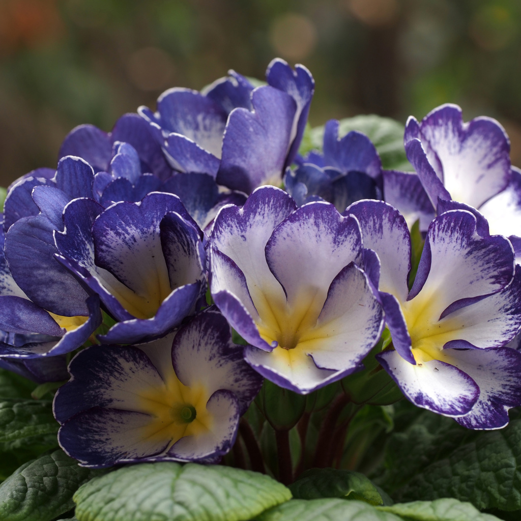 Синие с белым цветы комнатной примулы 